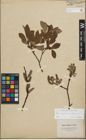 Foto von Salix lapponum L. x Salix silesiaca Willd.